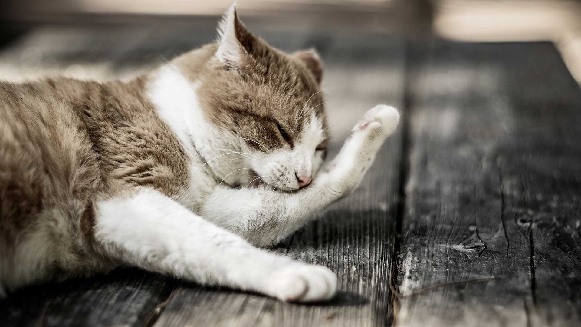 20151003_001_1920x1080 A brown and white cat cleaning itself on a gray wooden deck