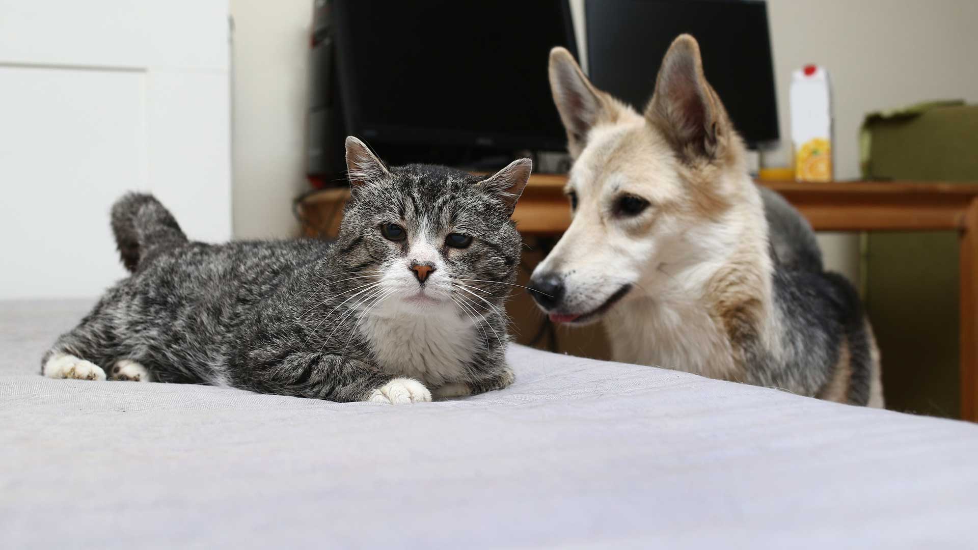 20190904_001_1920x1080 A senior gray Tabby cat and a German Shepherd relaxing at home