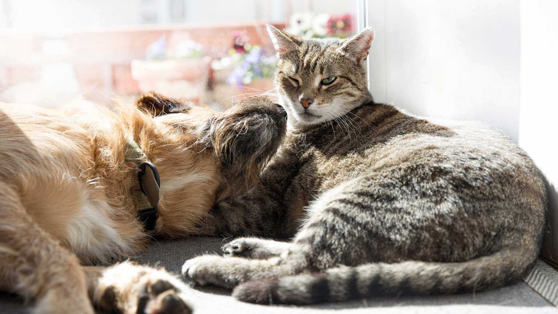 20190325_001_1920x1080 A Tabby cat and brown-haired dog laying in a window sill together