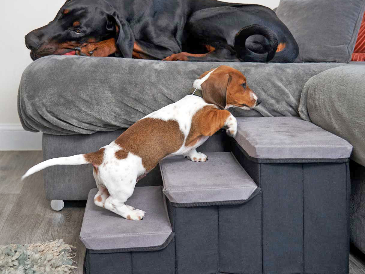 A miniature Dachsund puppy uses steps to get up on the couch with a Black Labrador