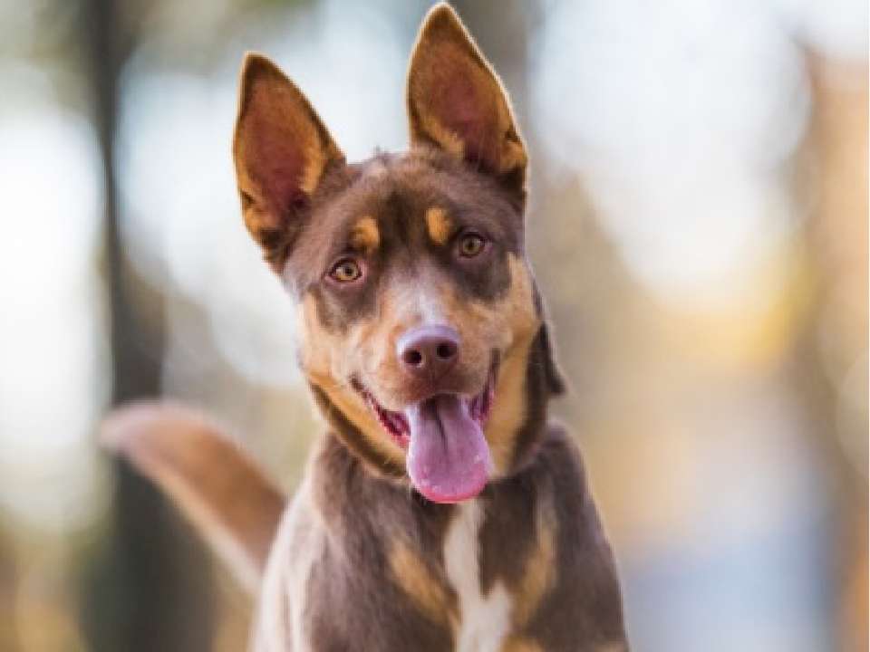 A photo of a smiling dog