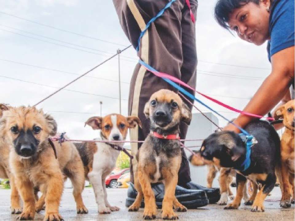 A group of dogs on leash together