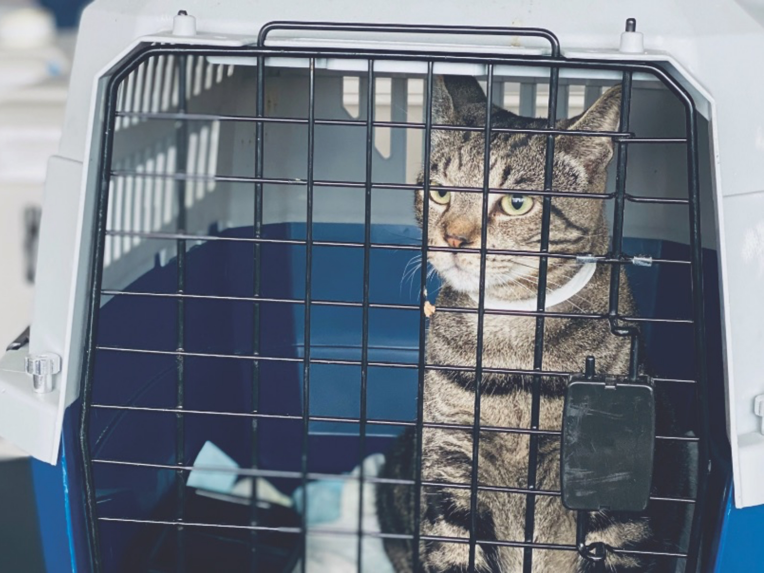 A cat sitting in a pet carrier