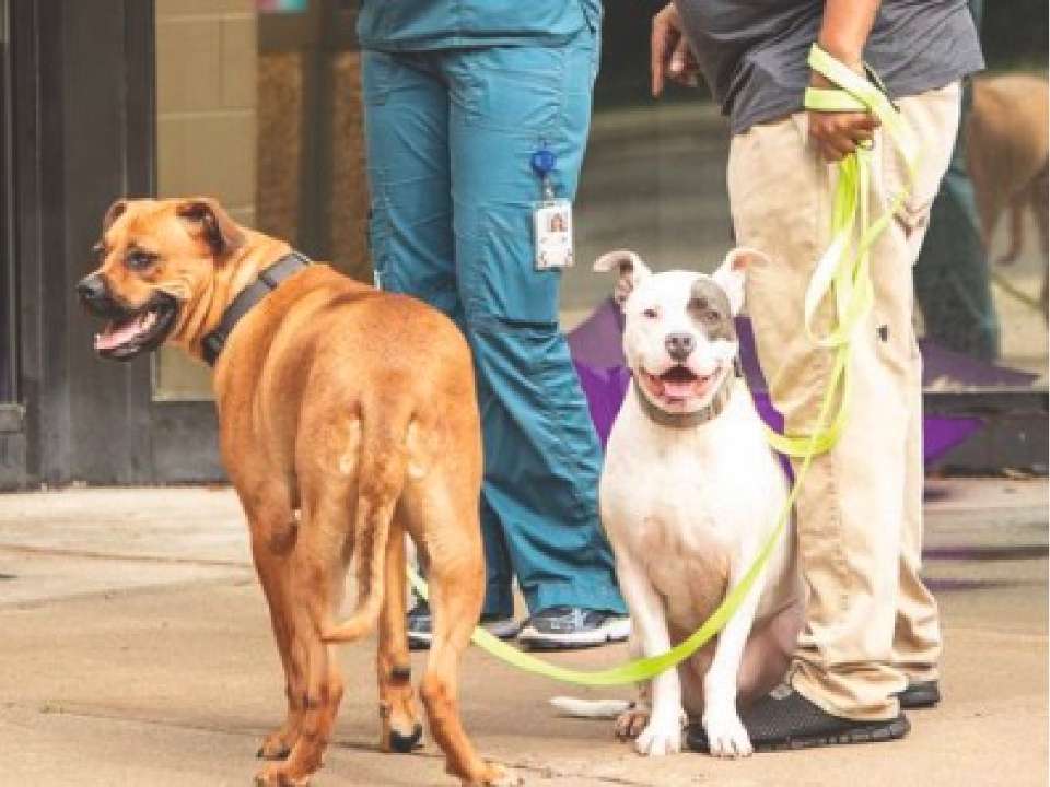 Two dogs sitting and smiling