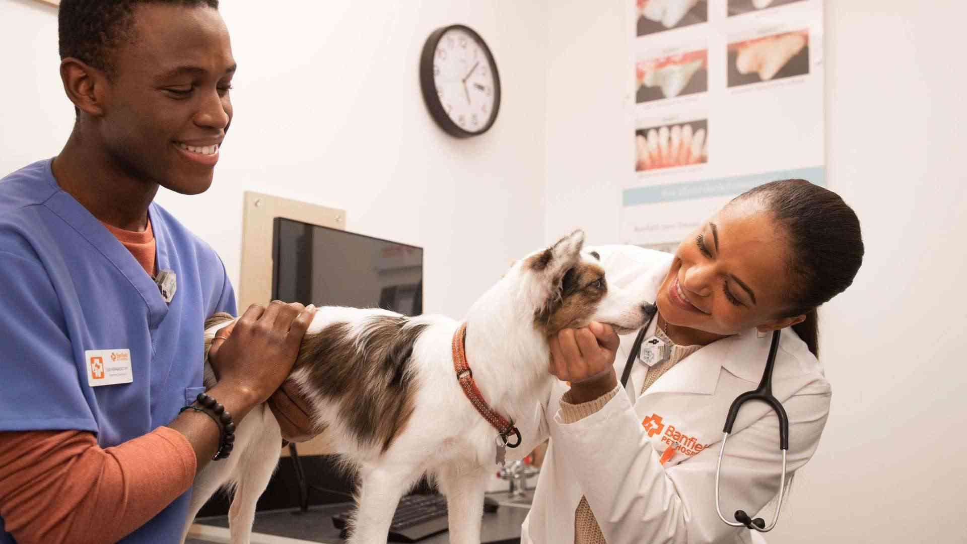 Value of early screening for pets