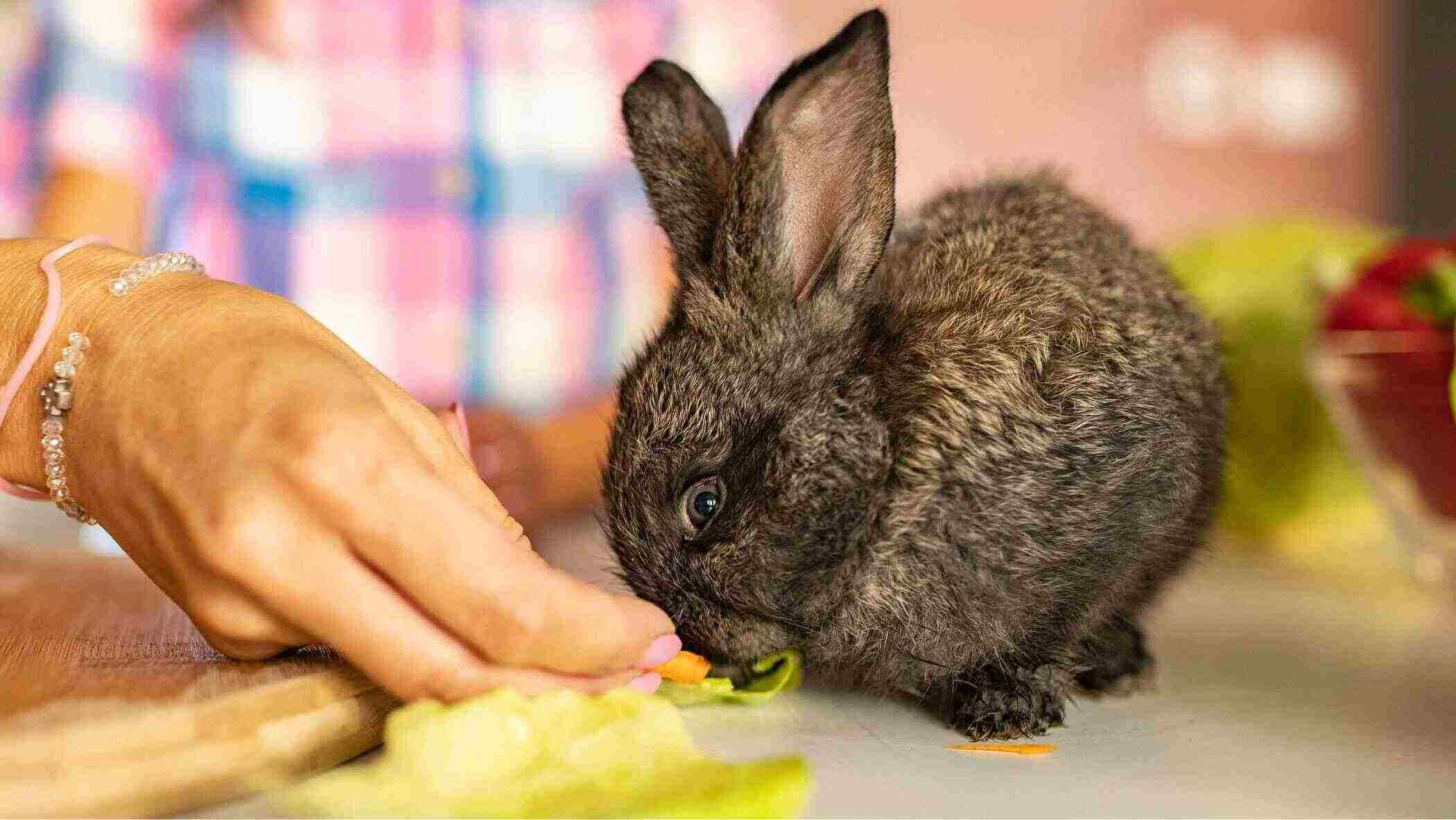 Rabbit eating