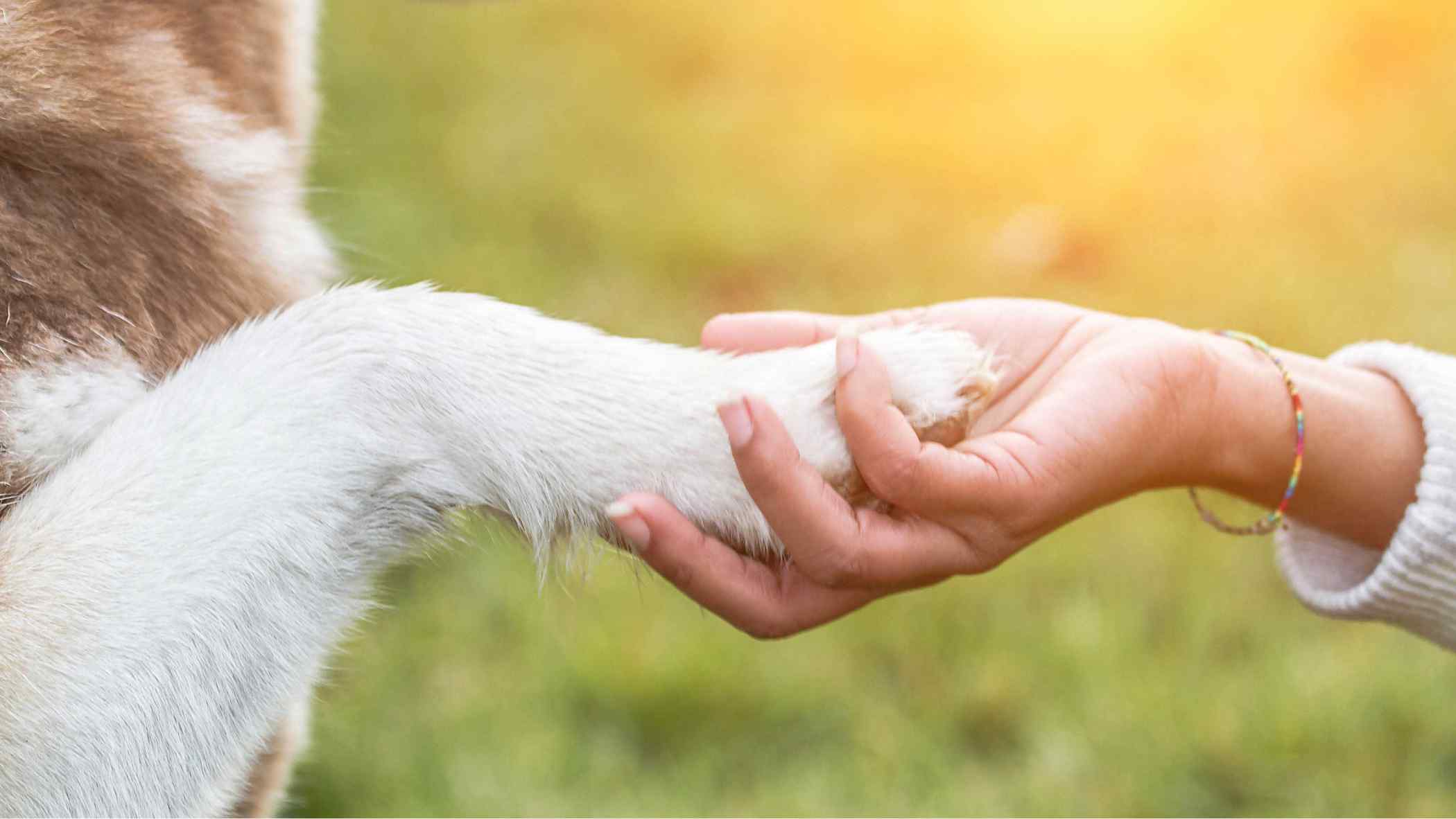 Dog and human shaking hands