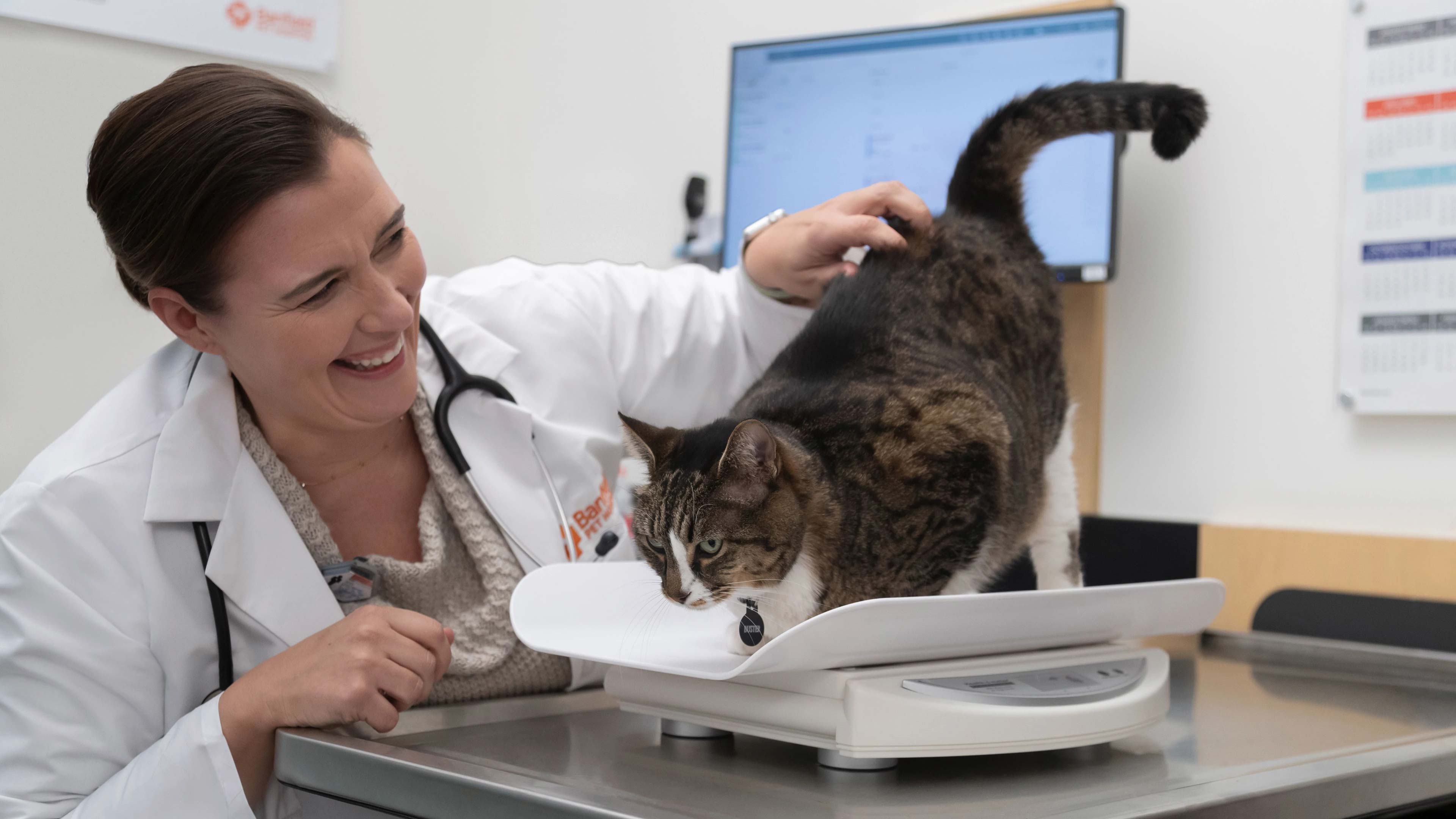 Cat at the pet hospital being seen by a veterinarian. 