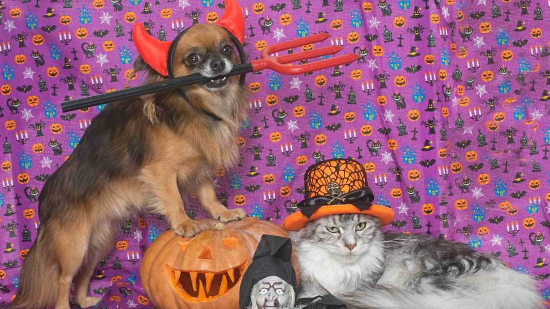 Pets dressed for Halloween