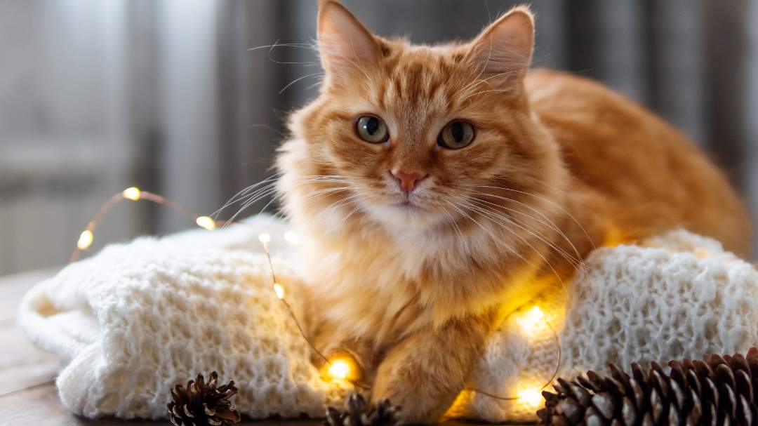 Orange cat sitting on holiday lights