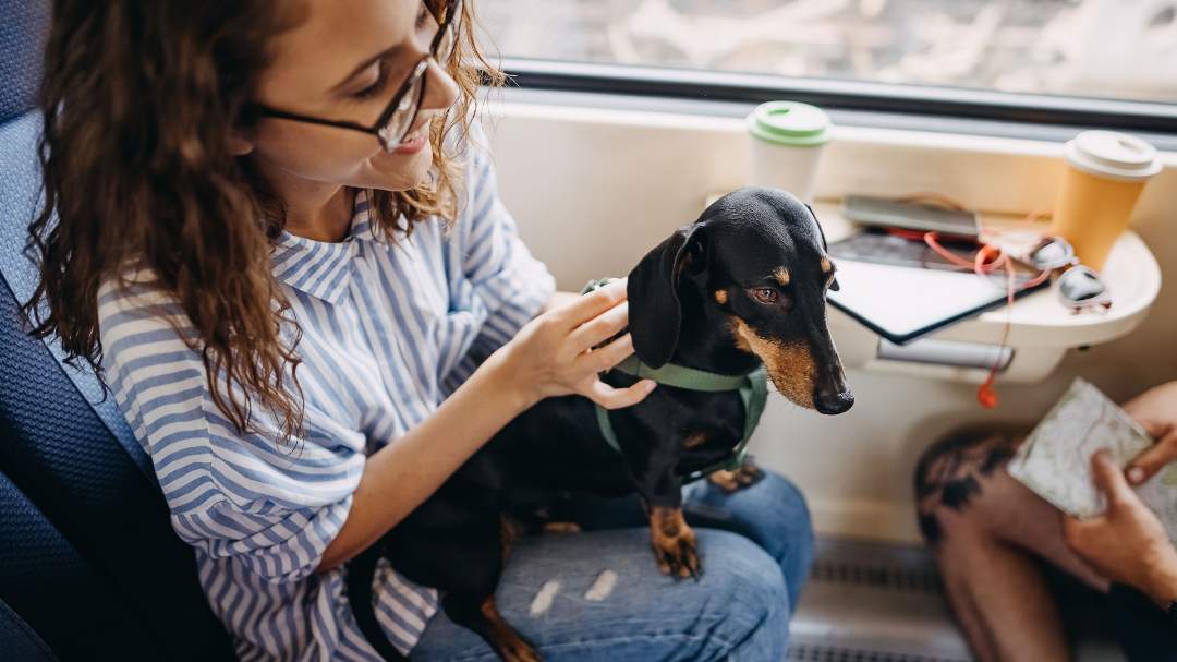Dachshund on pet owners lap on train