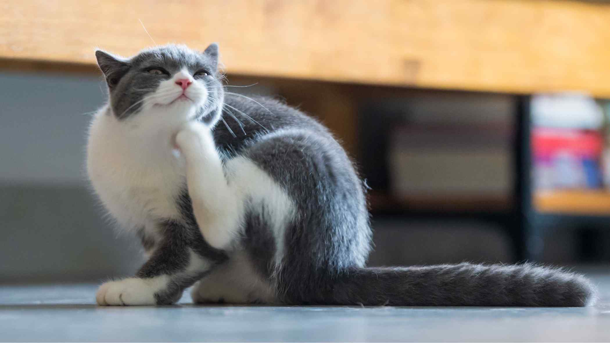 Cat itching their face