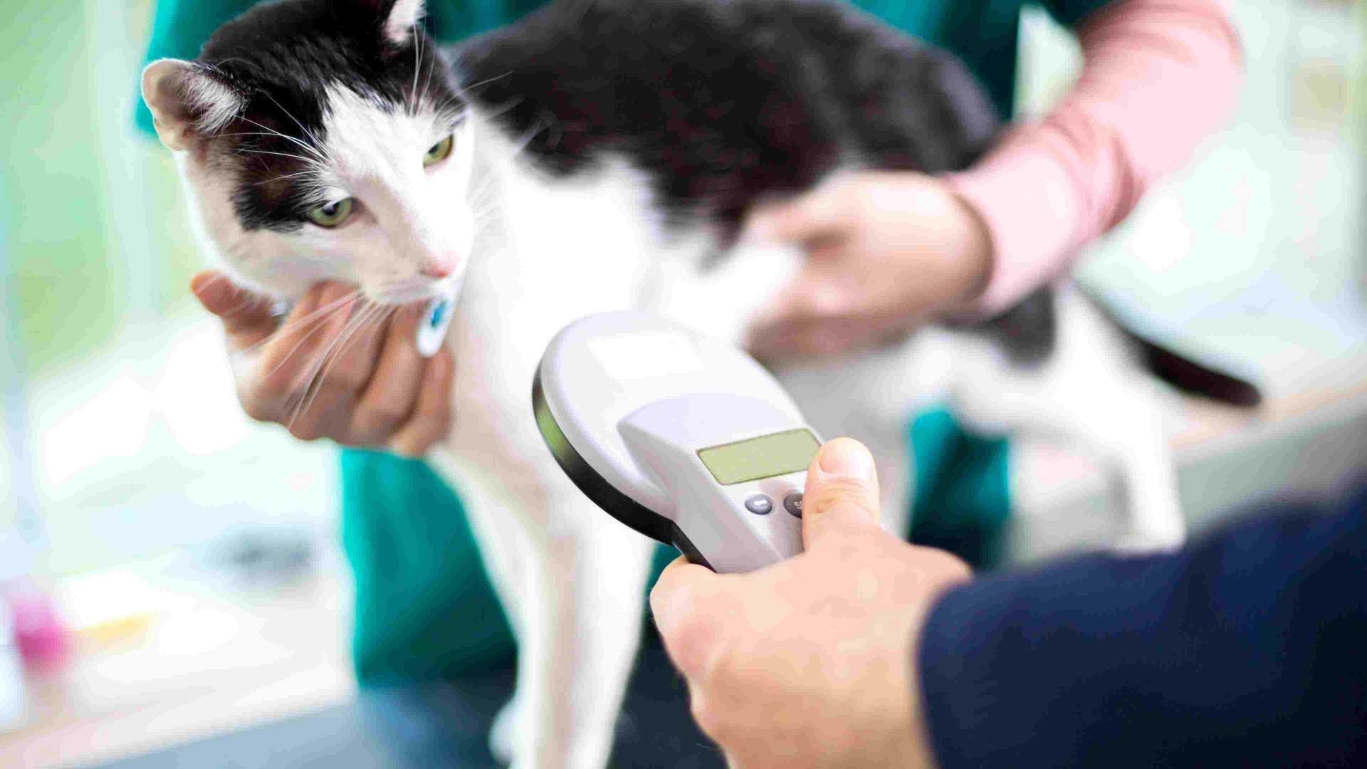 Cat getting microchip scanned