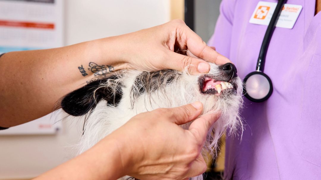 Dog dental cleaning