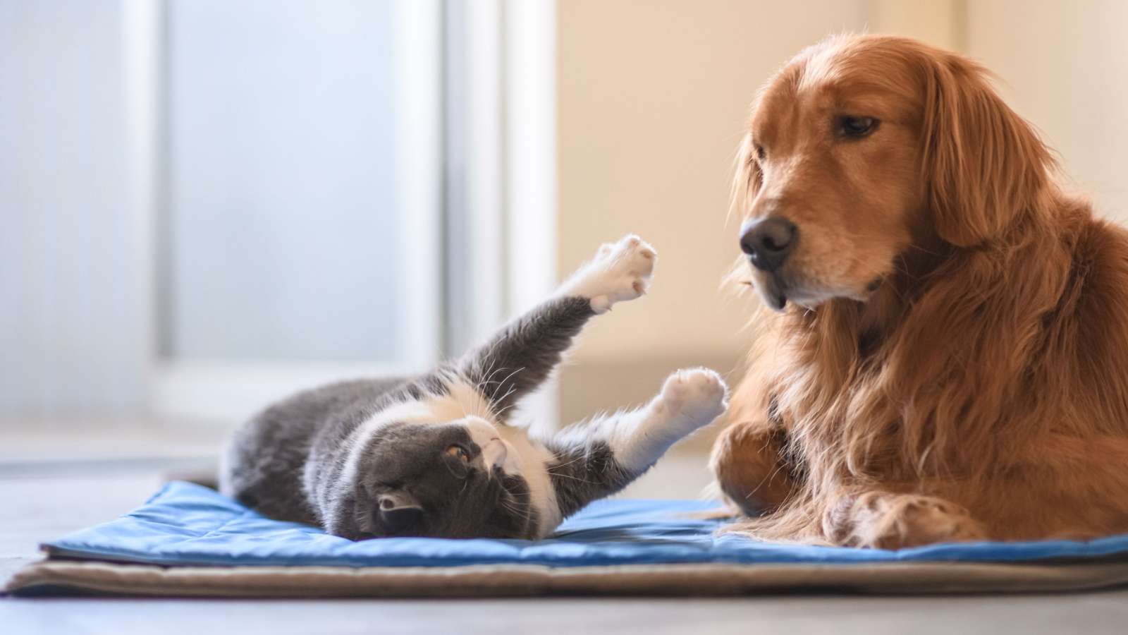 Cat playing with dog on floor