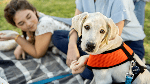 Labrador retriever outside with owners