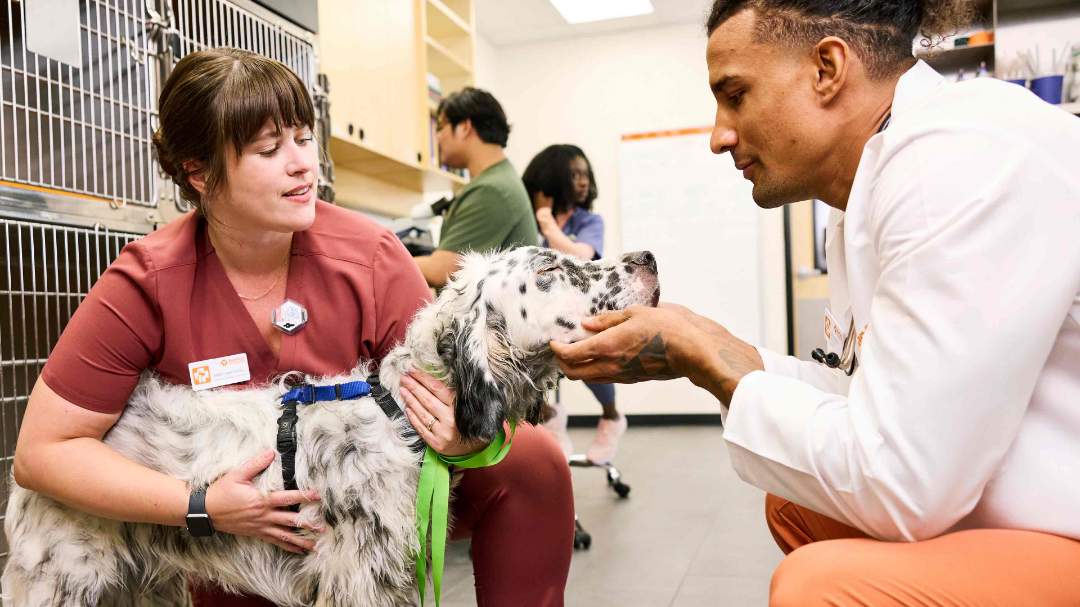 Black and white dog with two veterinary professionals 