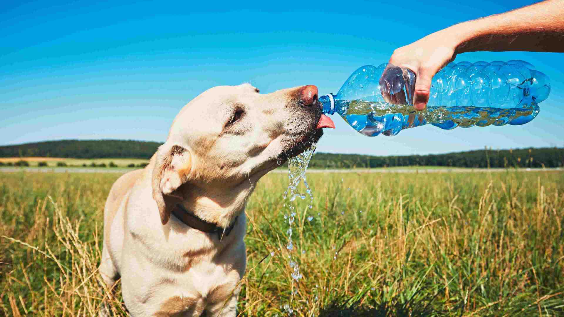 Dog drinking from a water bottle. 