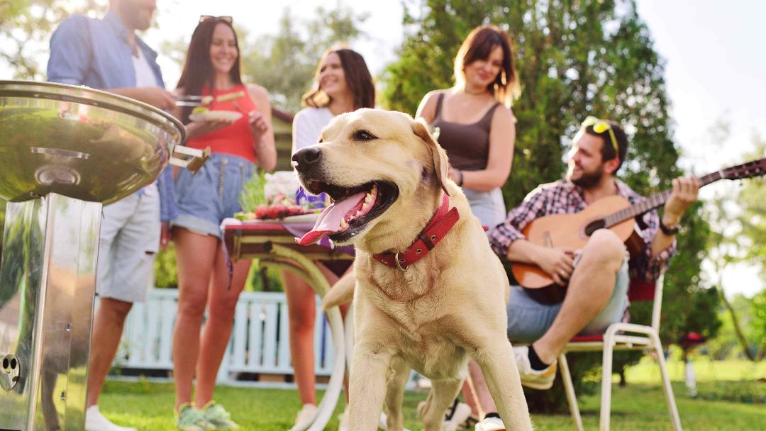 Humans and dog having a summer party