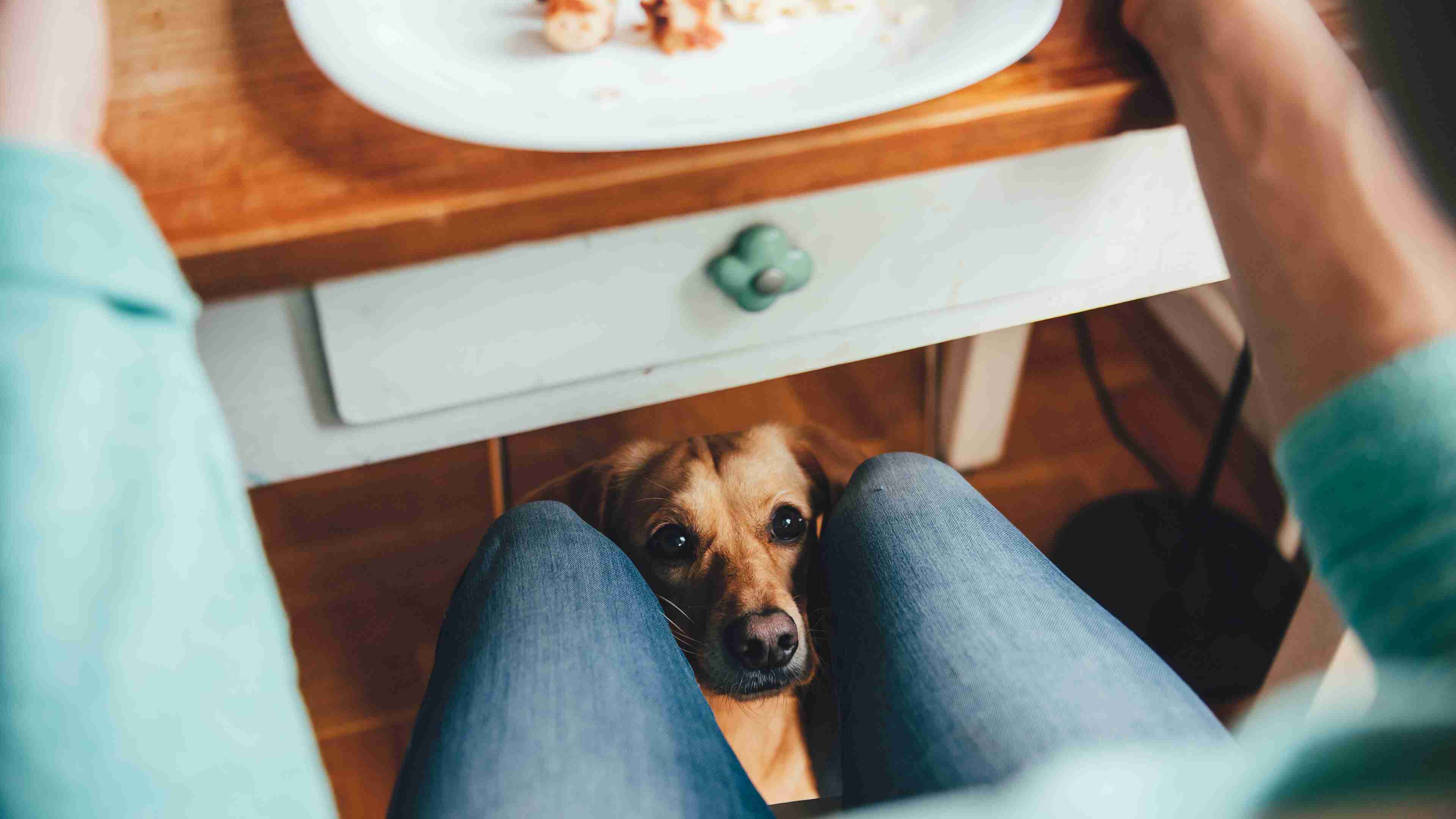 Dog begging for Thanksgiving food