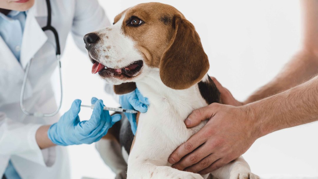 Beagle getting a vaccination shot by a veterinarian. 