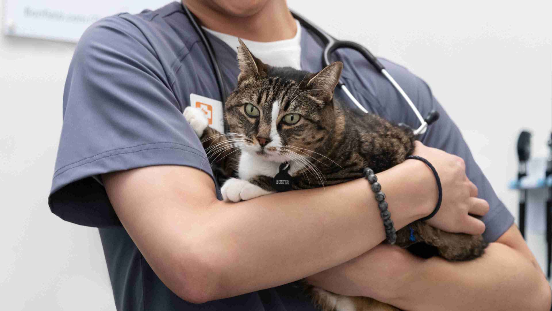 Cat in man's Hand