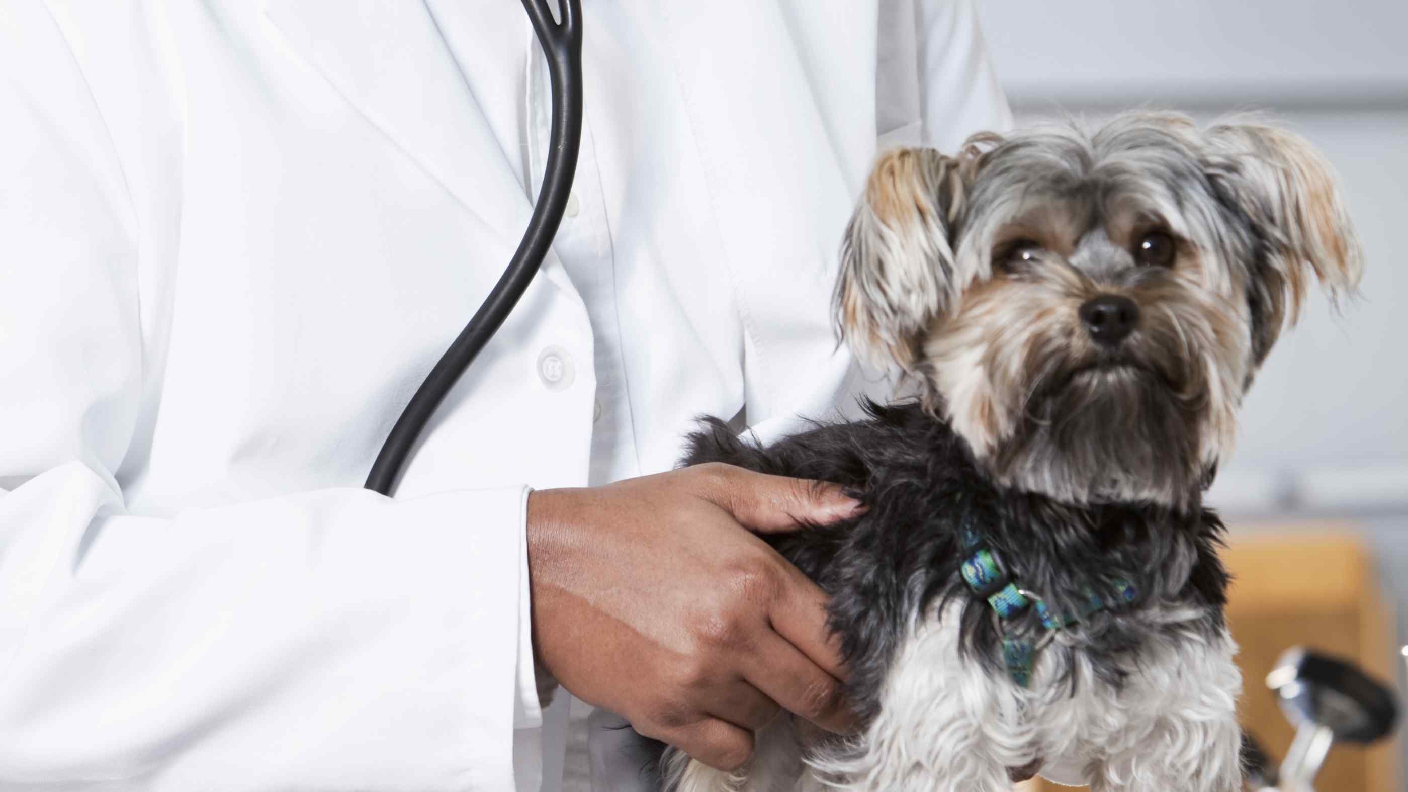 Doctor checking dog 