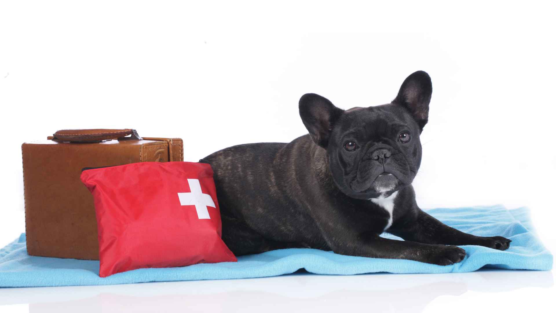 Black french bulldog with emergency case and suitcase lying on a blanket