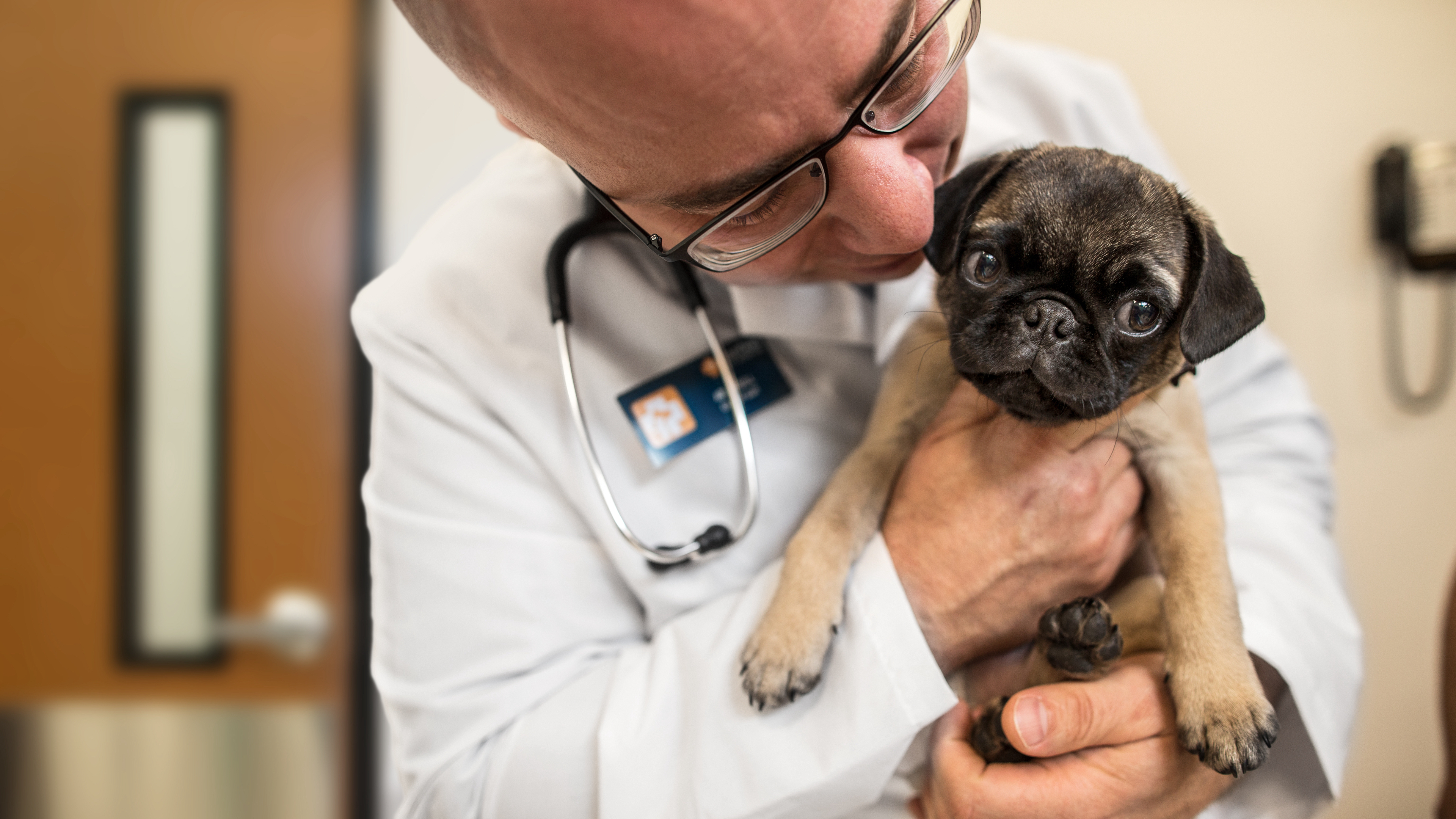 Veterinarian Ari Zabell, DVM holding a puppy