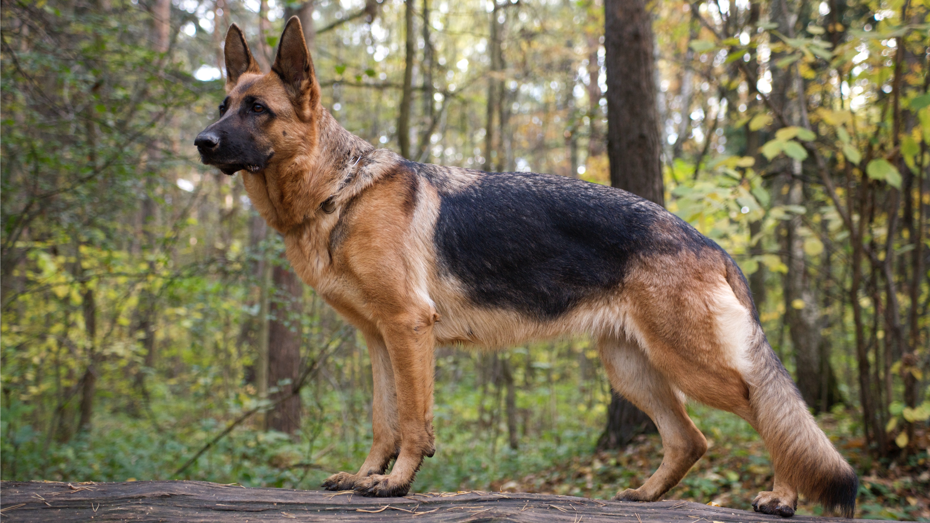 German Shepherd in forest