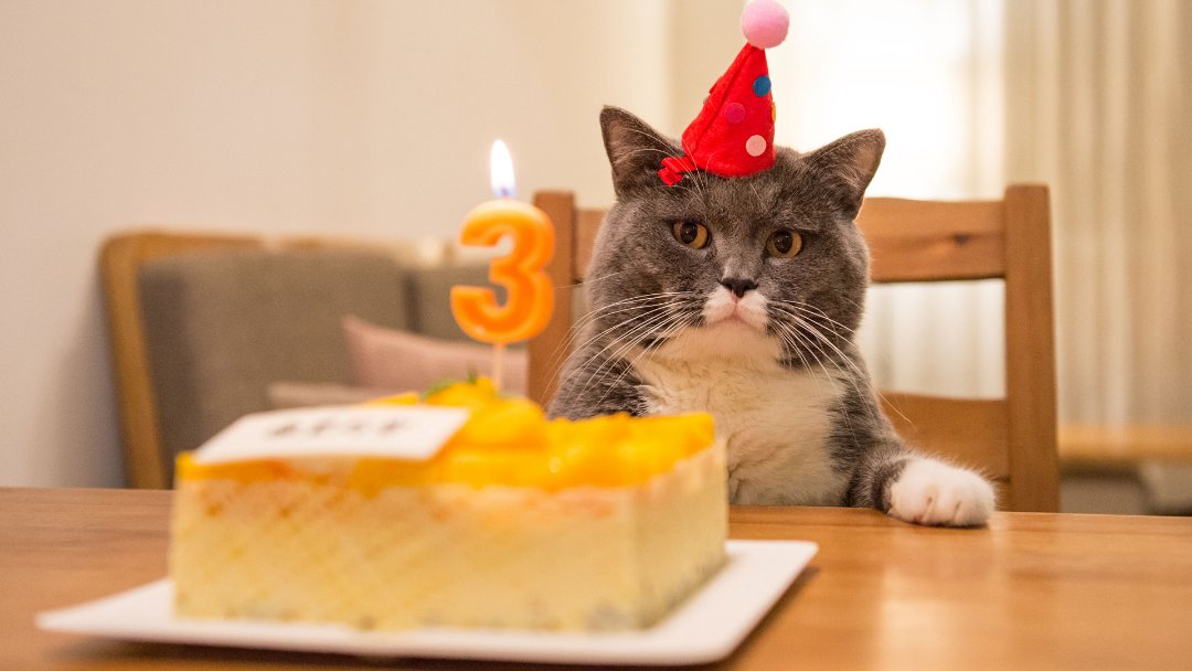 Gray cat with birthday hat on 