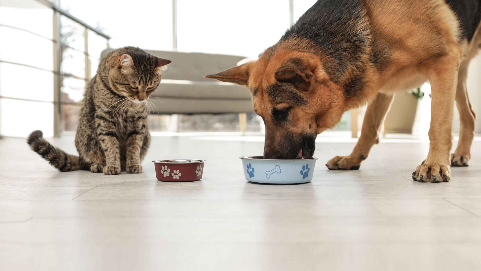 Dog and Cat eating 