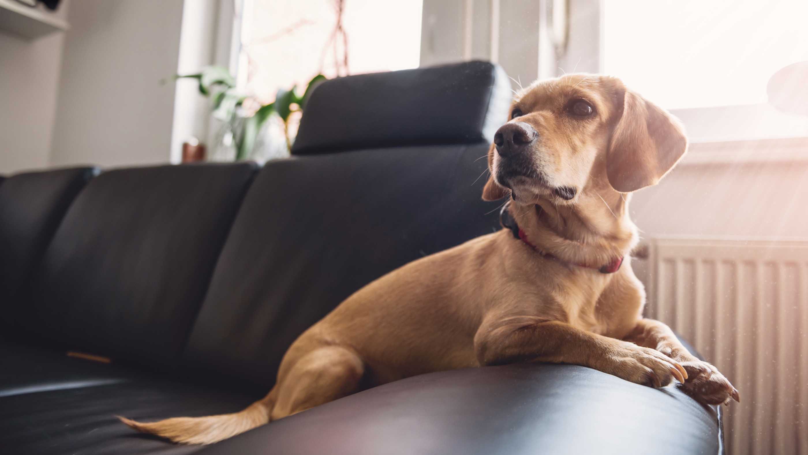 Dog on Sofa