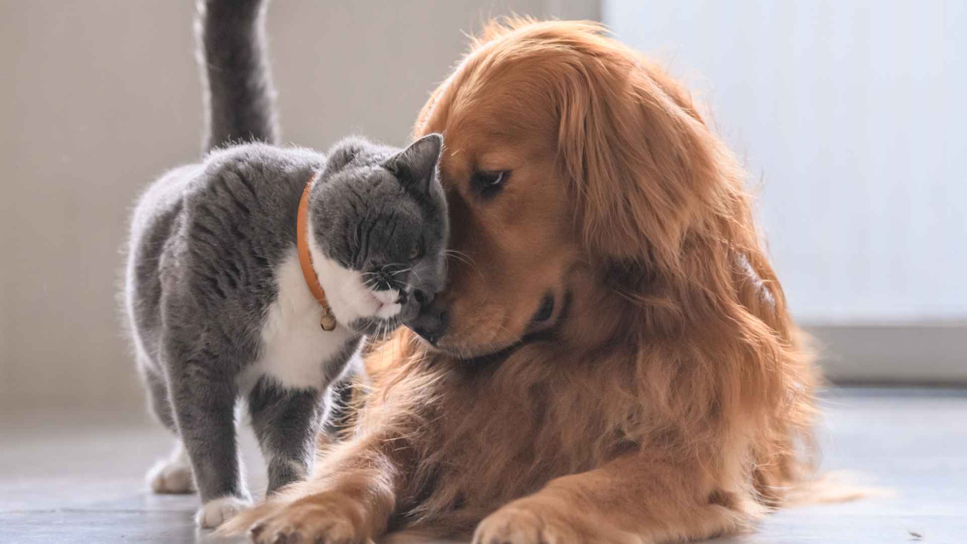 Dog and Cat playing