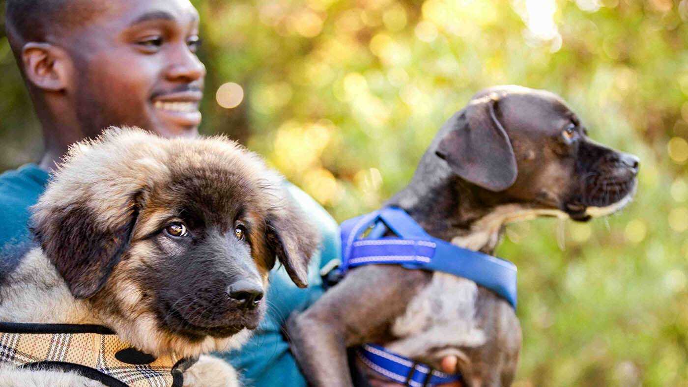 Owner with two dogs on hand