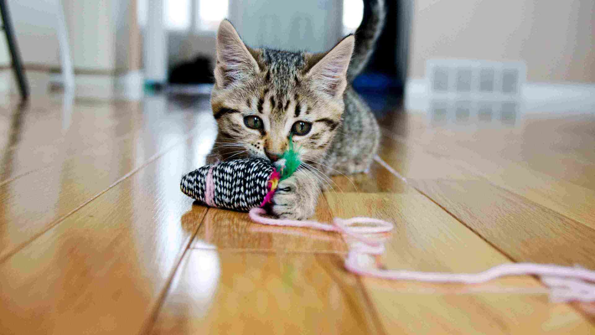 Cat Playing on ground