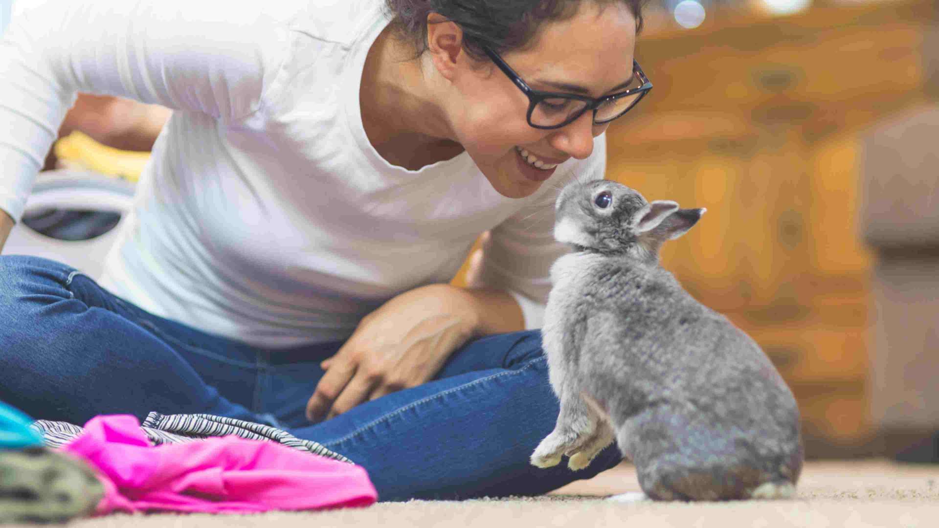 Rabbit playing with owner