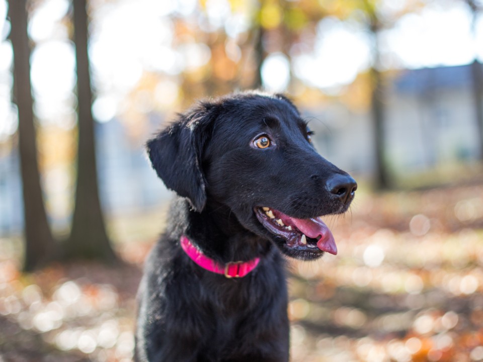 A black dog with pink collar
