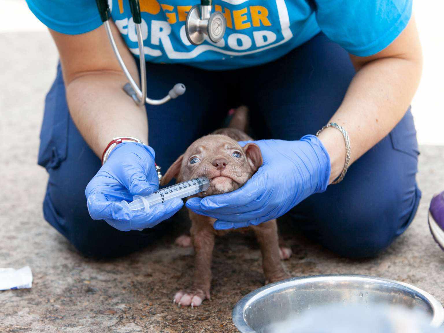 Doctor feeding puppy