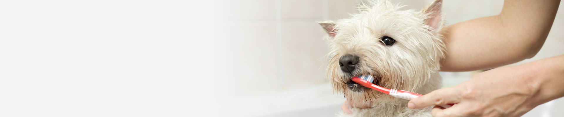 Dog Brushing Teeth