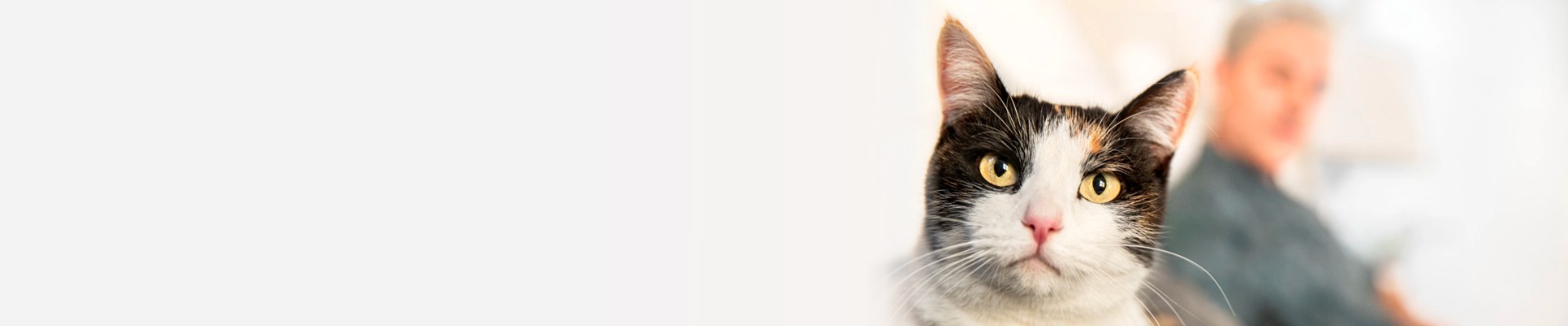 A cat looking towards the camera