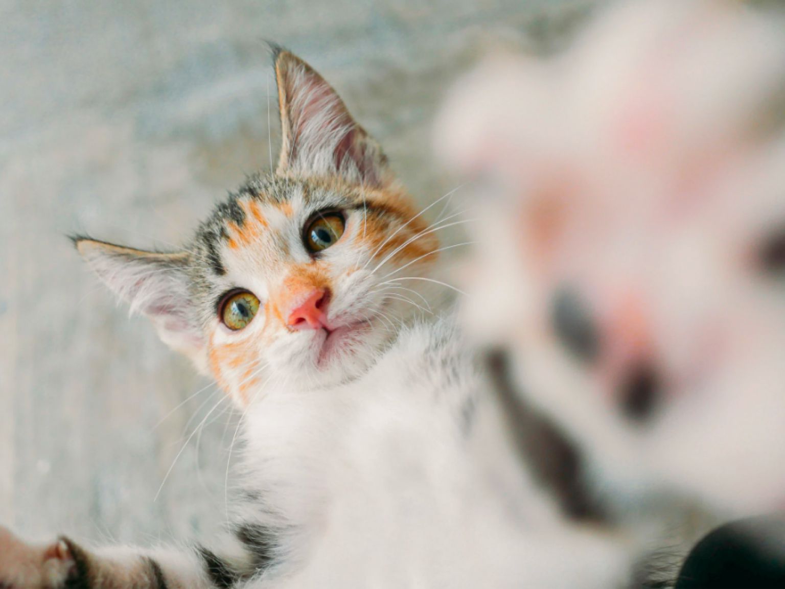 A close-up of a playful cat touching the camera