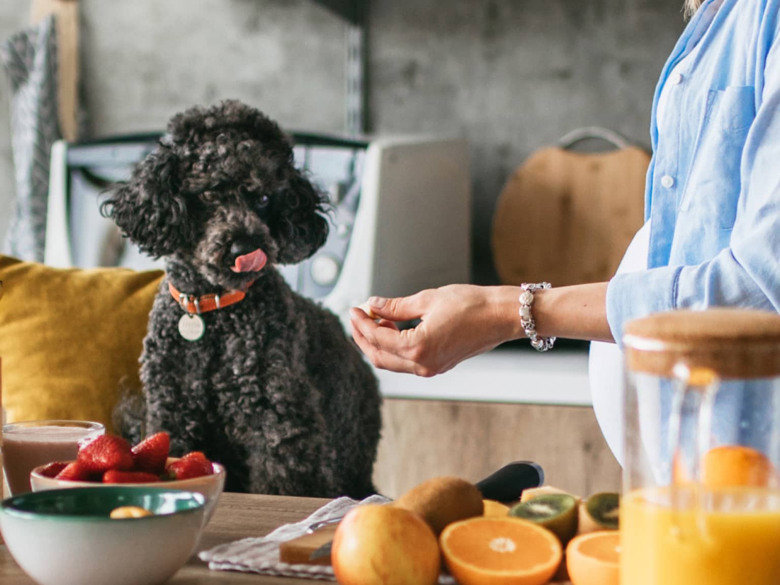 Dog with homemade food