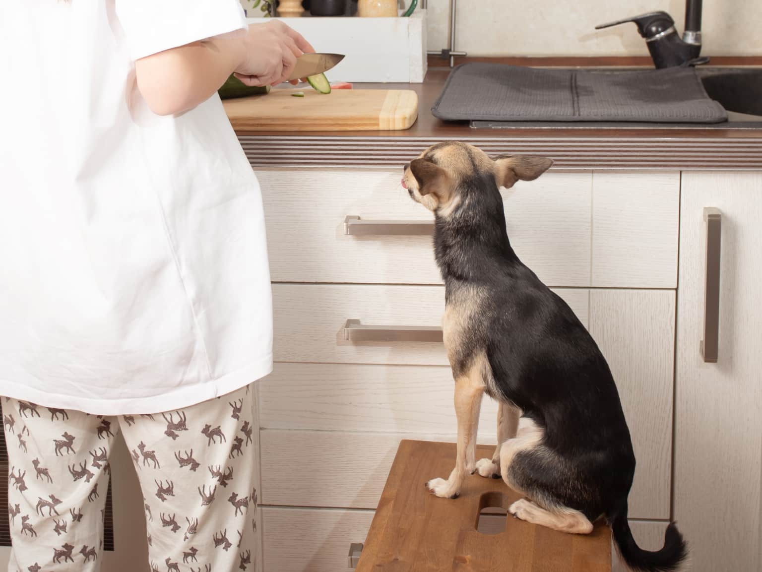 Dog with homemade food