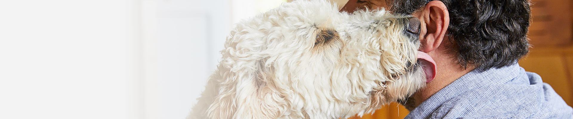 White dog
