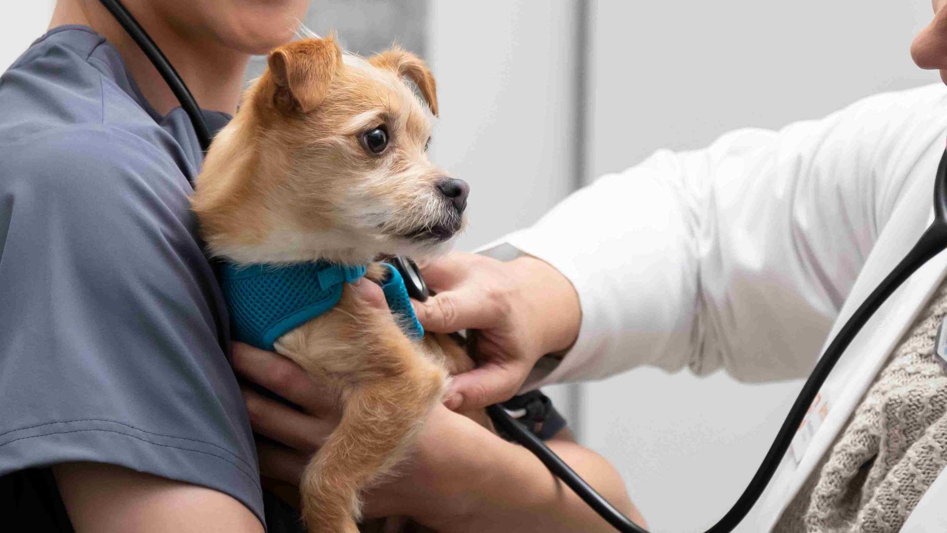 A close-up of the hands of two veterinarians examining a puppy at the Banfield Pet Hospital