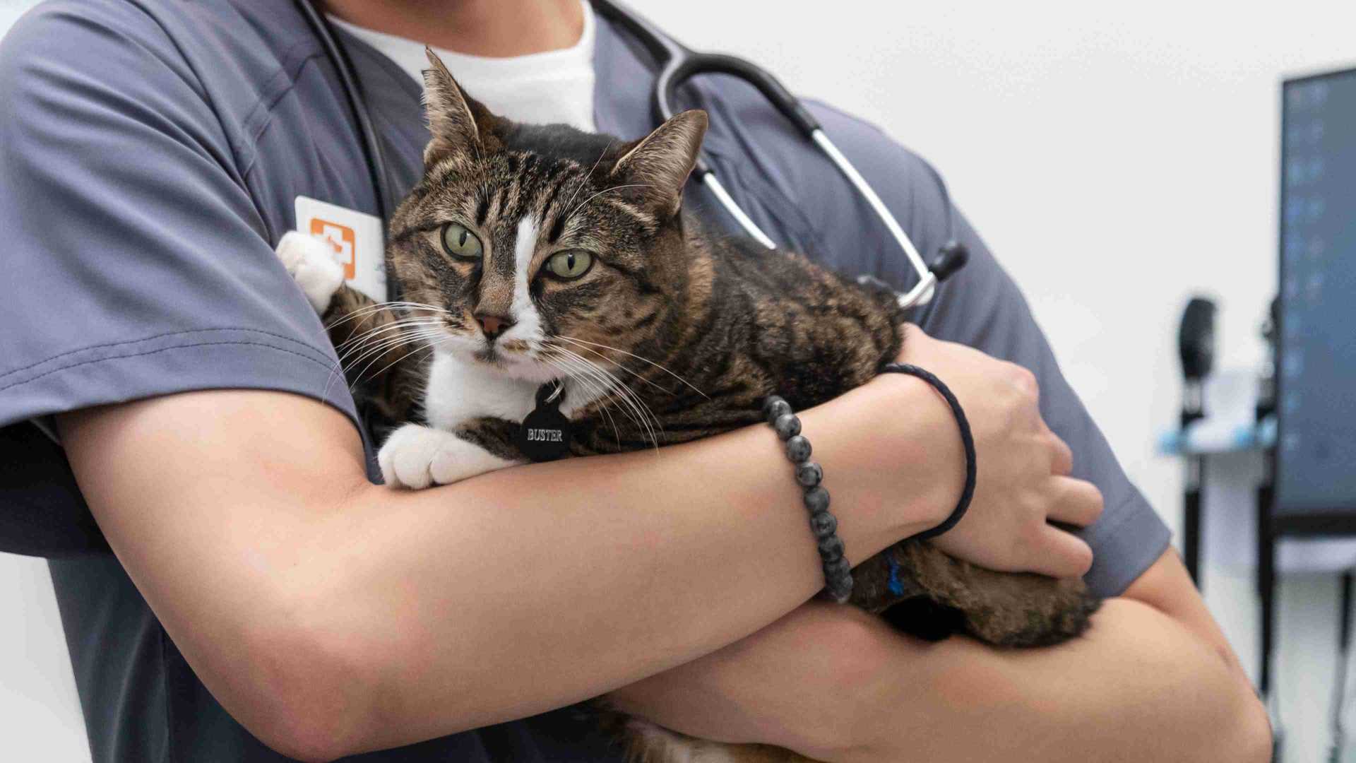 Doctor holding a Cat