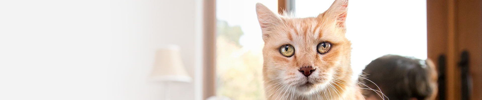 Brown cat