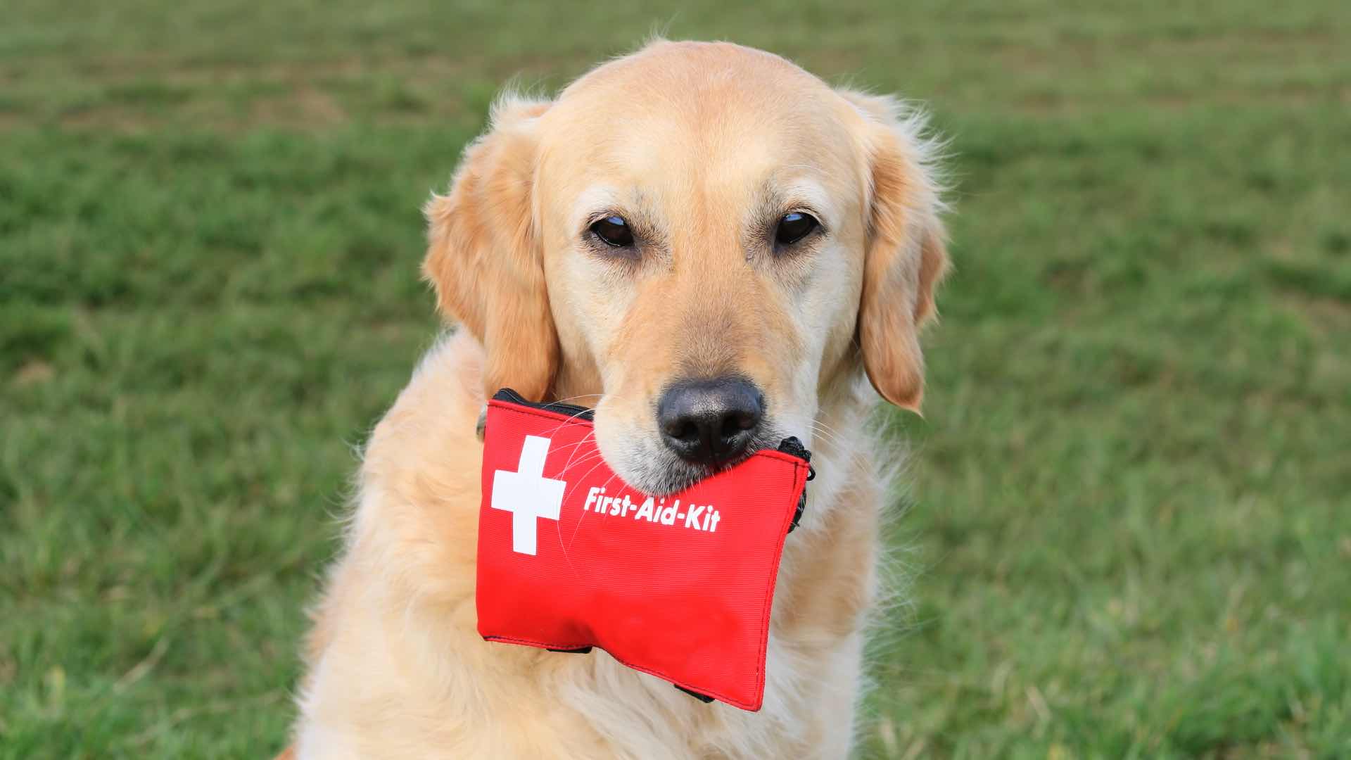 Dog having First aid bag in its mouth