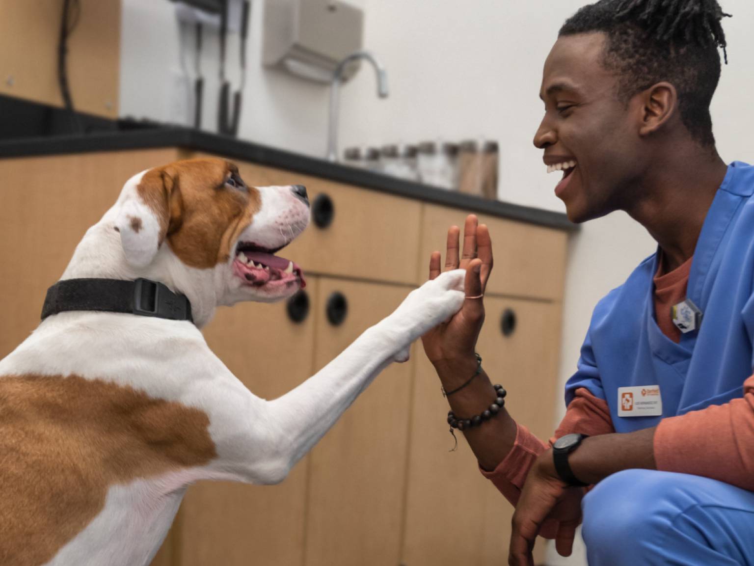 Doctor giving hands to dog